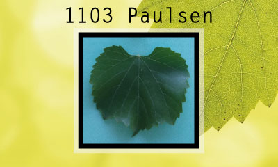 1103 Paulsen